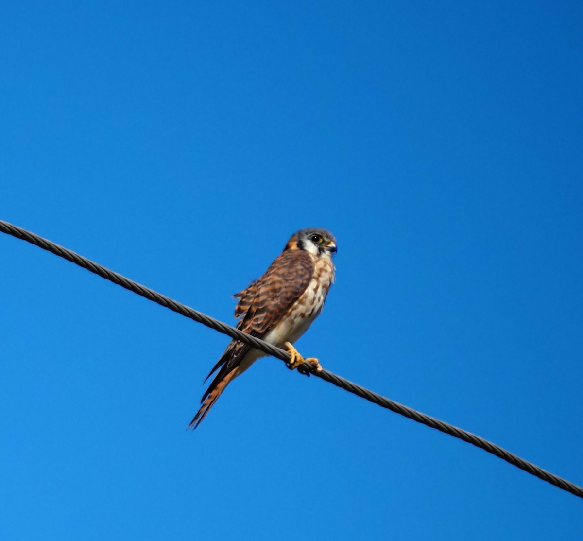 American Kestrel - ML642177018