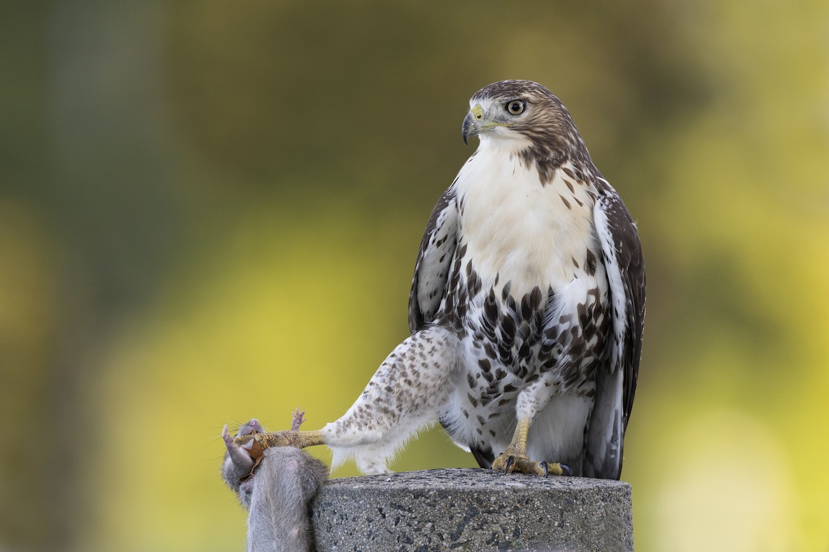 Red-tailed Hawk (borealis) - ML642177019