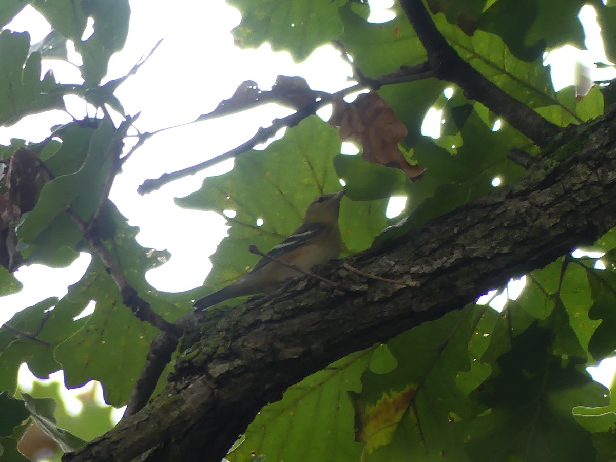 Bay-breasted Warbler - ML642177020