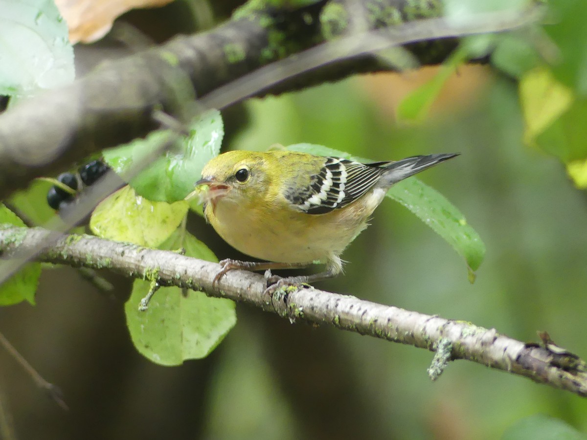 Bay-breasted Warbler - ML642177021