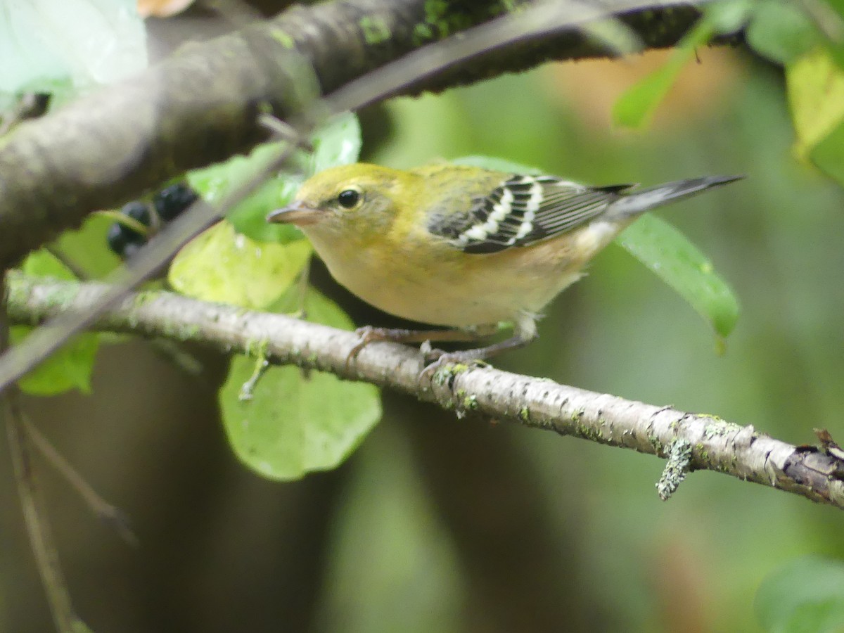 Bay-breasted Warbler - ML642177022