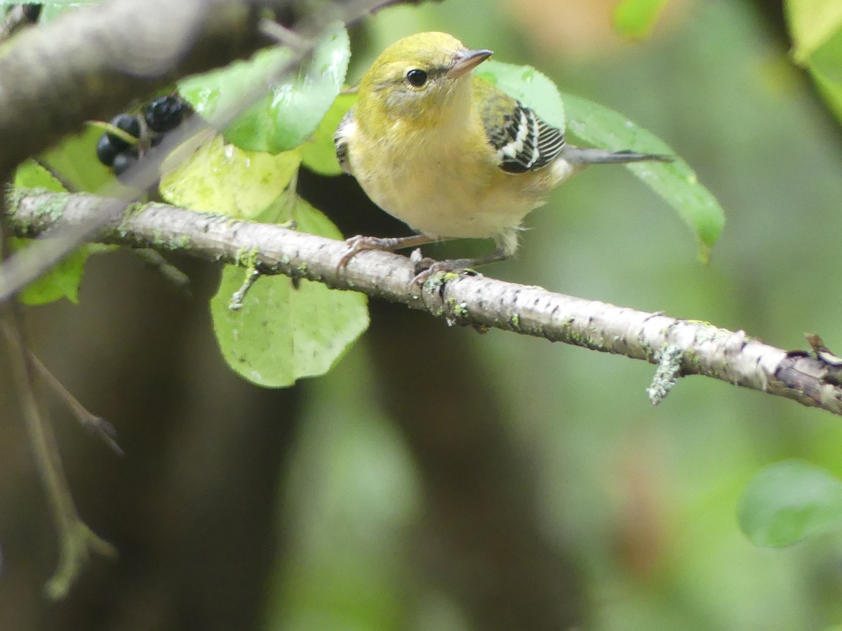 Bay-breasted Warbler - ML642177023