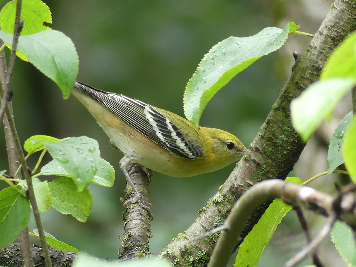 Bay-breasted Warbler - ML642177024
