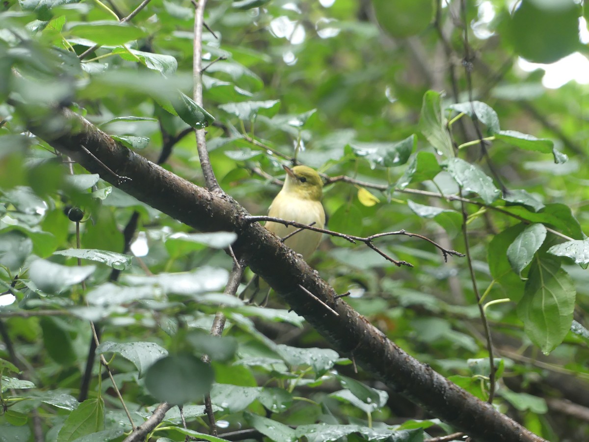 Bay-breasted Warbler - ML642177025