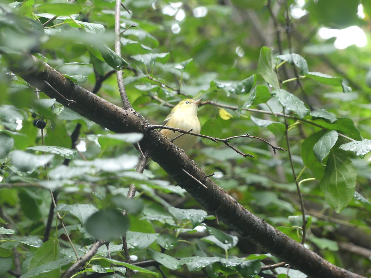 Bay-breasted Warbler - ML642177027