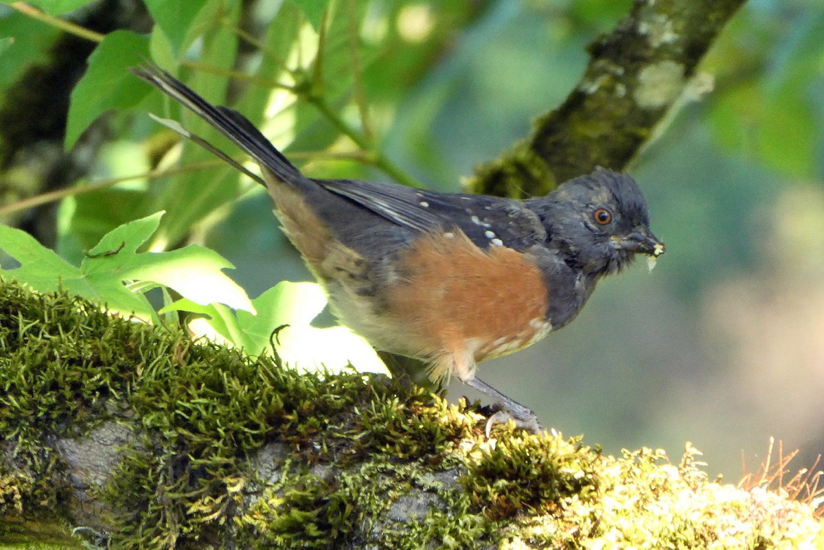 Spotted Towhee - ML642177035