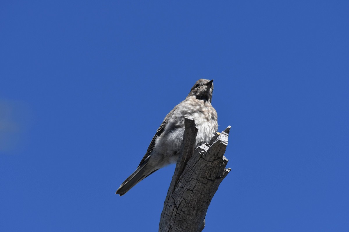 Western Bluebird - ML642177043