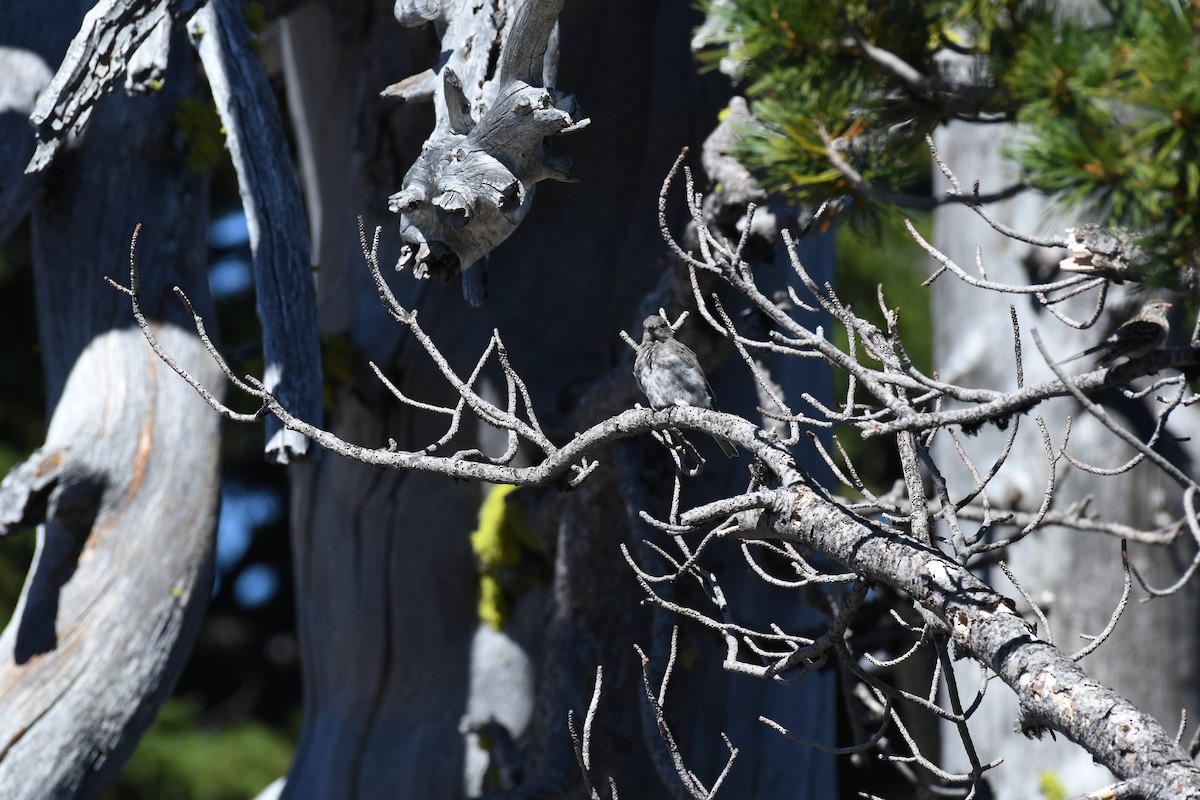 Western Bluebird - ML642177044