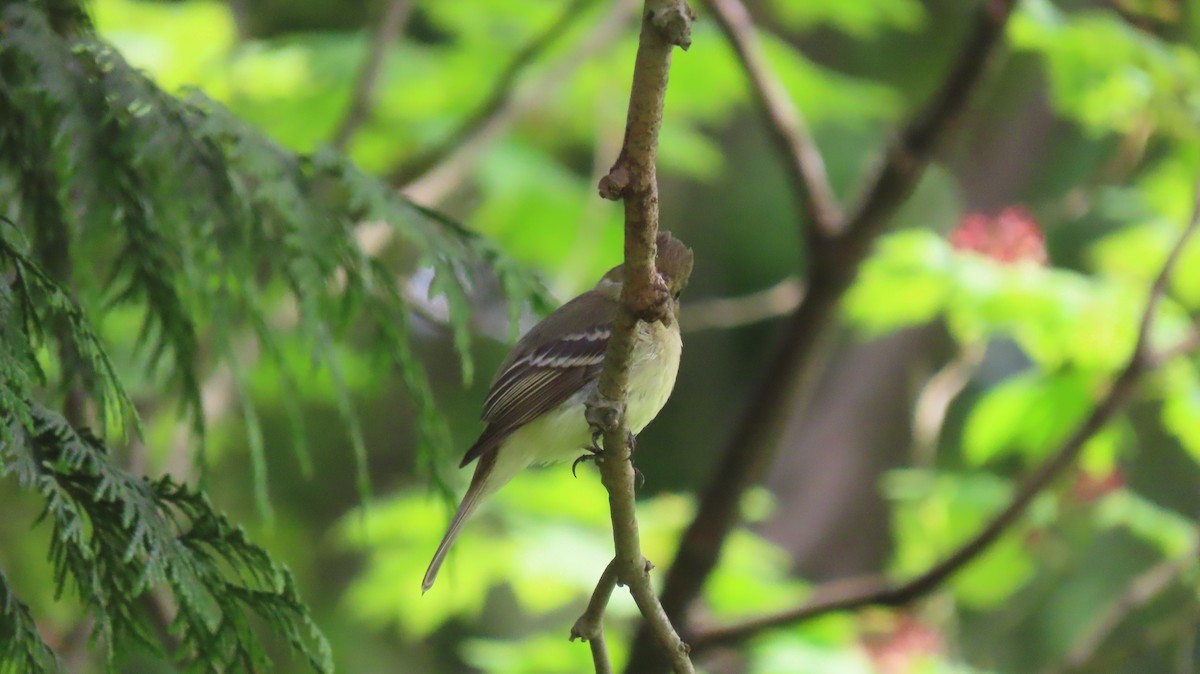 Western Flycatcher - ML642177045