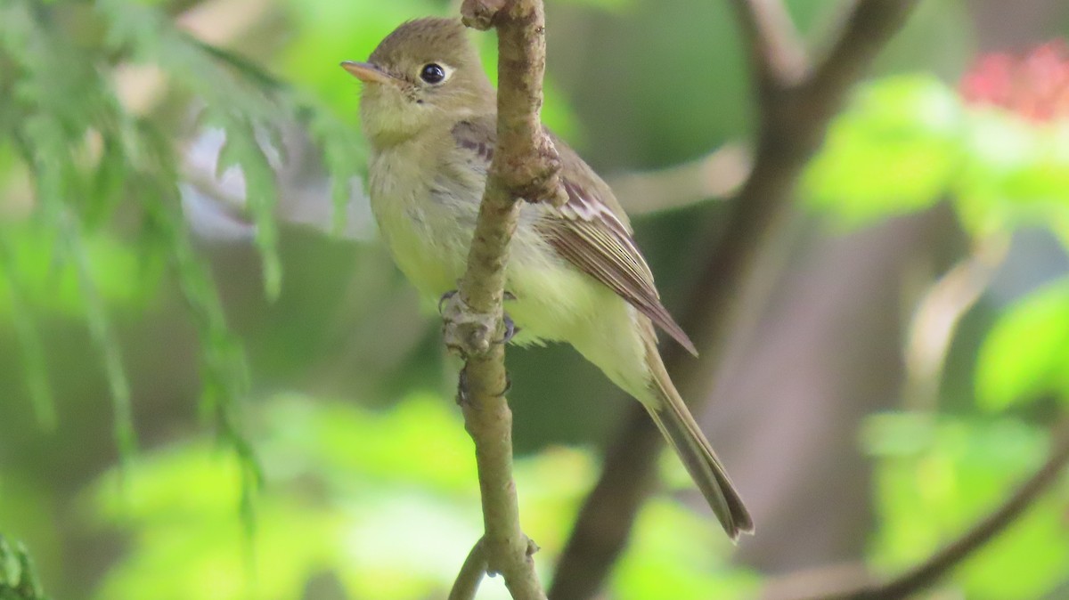 Western Flycatcher - ML642177046