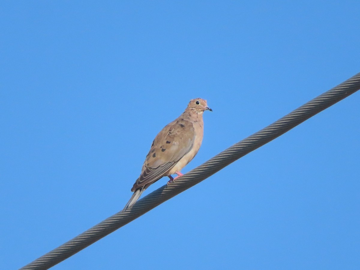 Mourning Dove - ML642177048