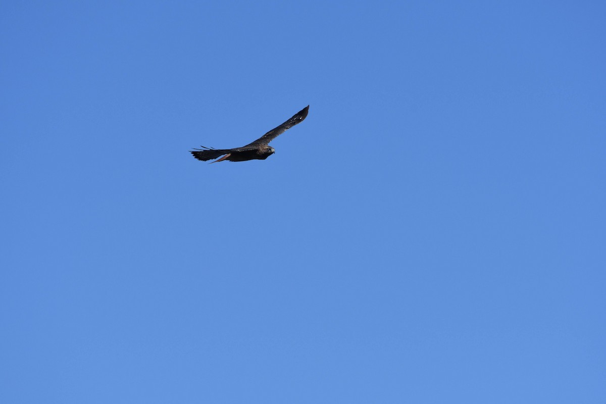 Red-tailed Hawk - ML642177050