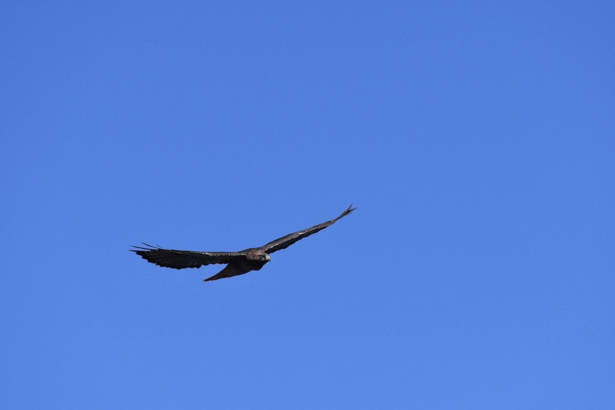 Red-tailed Hawk - ML642177051