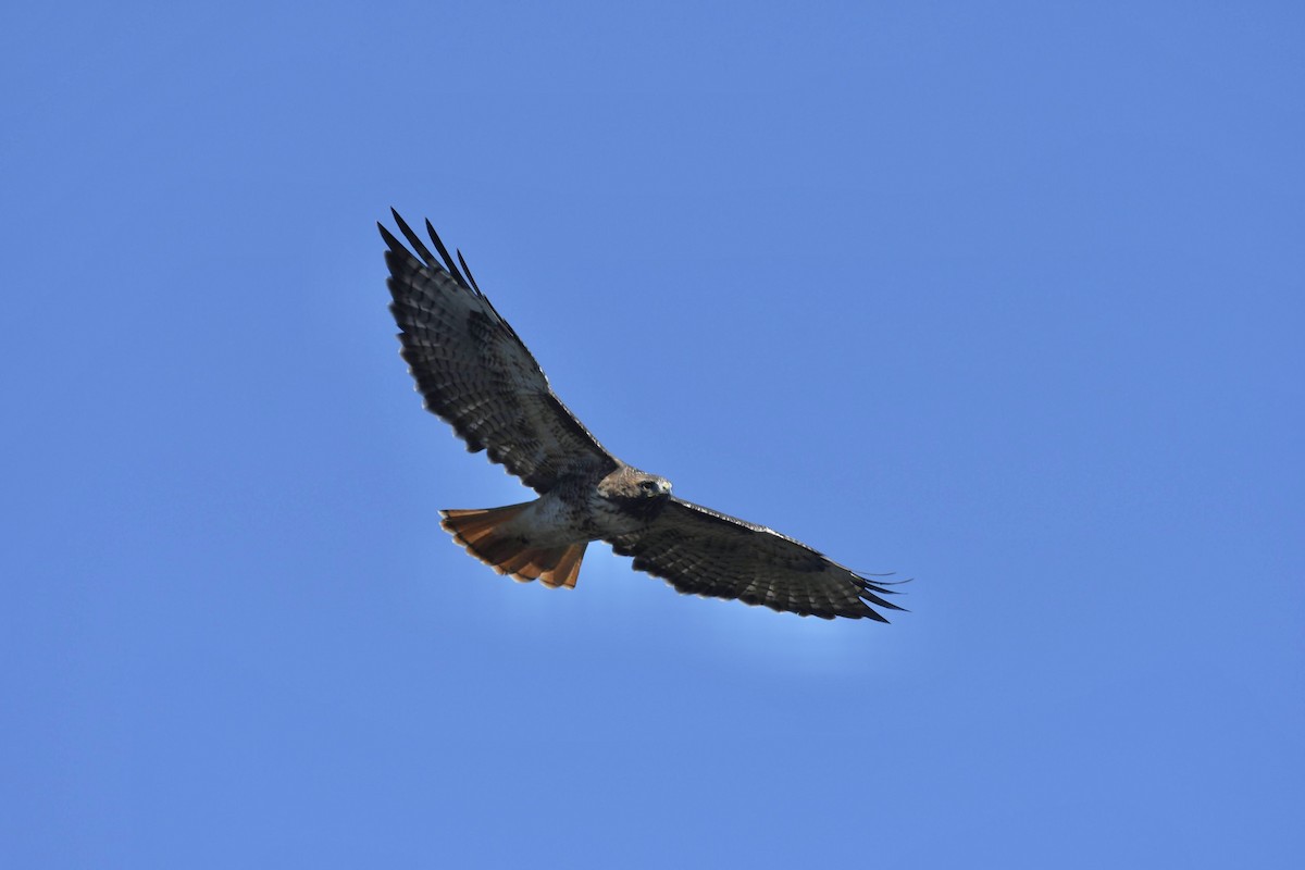 Red-tailed Hawk - ML642177052
