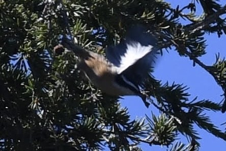 Red-breasted Nuthatch - ML642177056