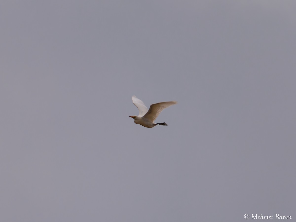 Western Cattle-Egret - ML642177063