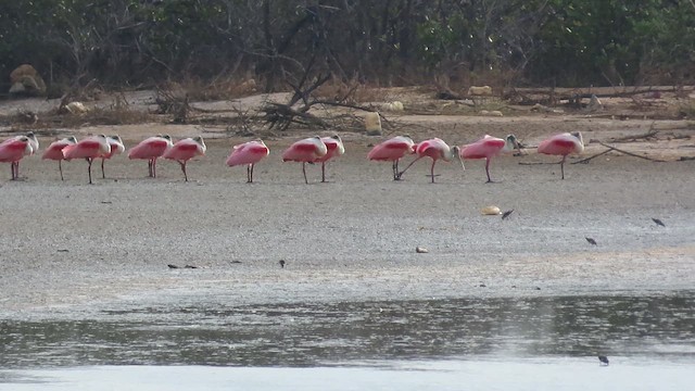 Roseate Spoonbill - ML642177064