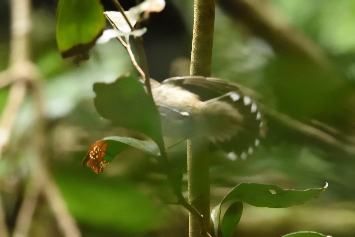 Brown Gerygone - ML642177065