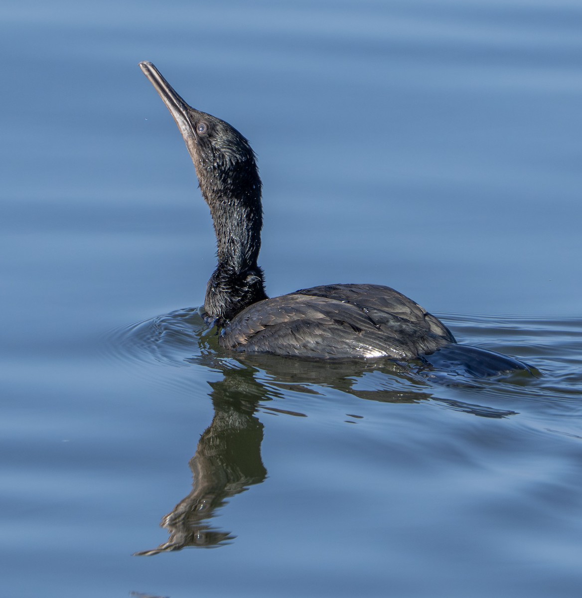 Pelagic Cormorant - ML642177067