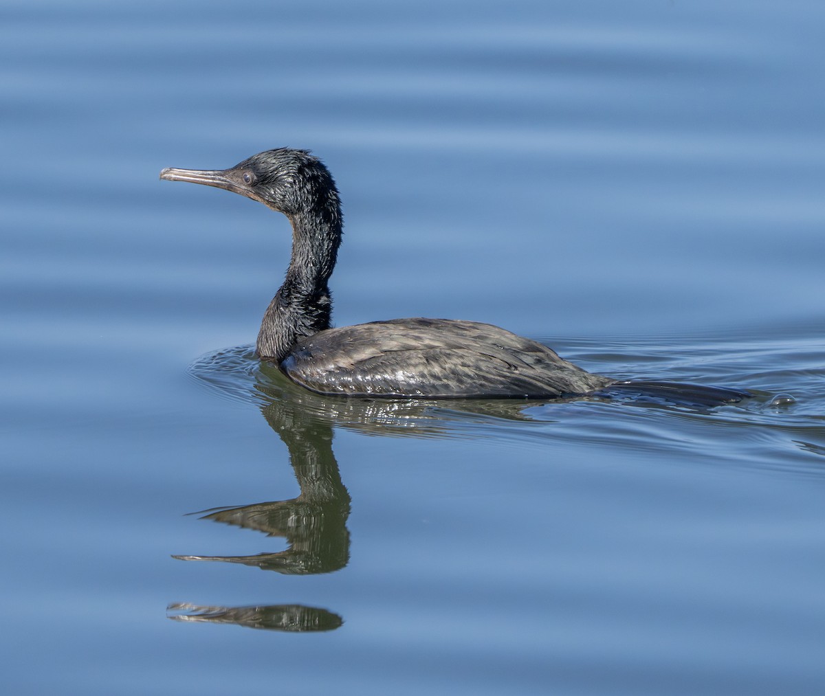 Pelagic Cormorant - ML642177068
