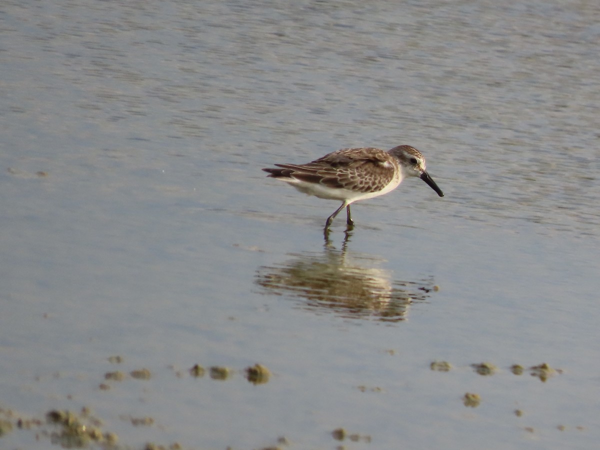 Semipalmated Sandpiper - ML642177069