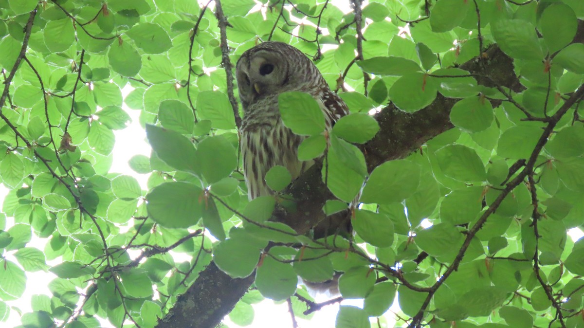 Barred Owl - ML642177071