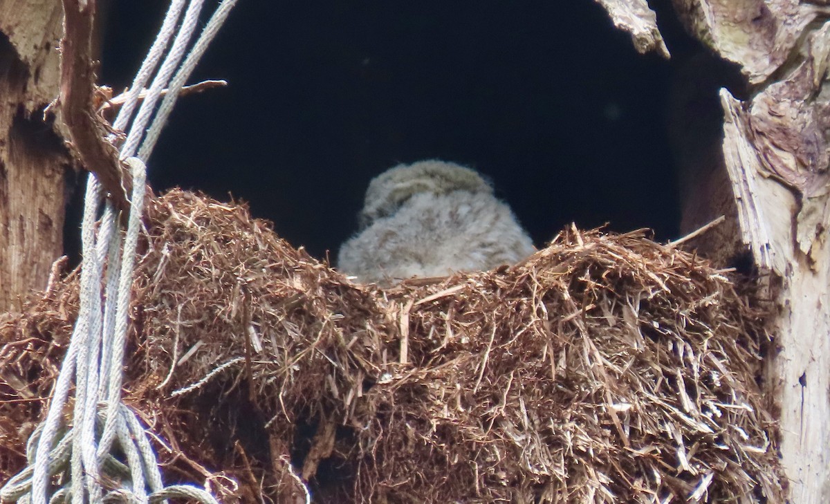 Barred Owl - ML642177073