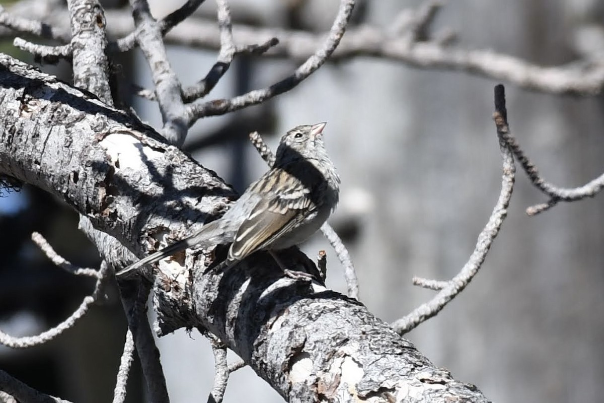 Chipping Sparrow - ML642177078