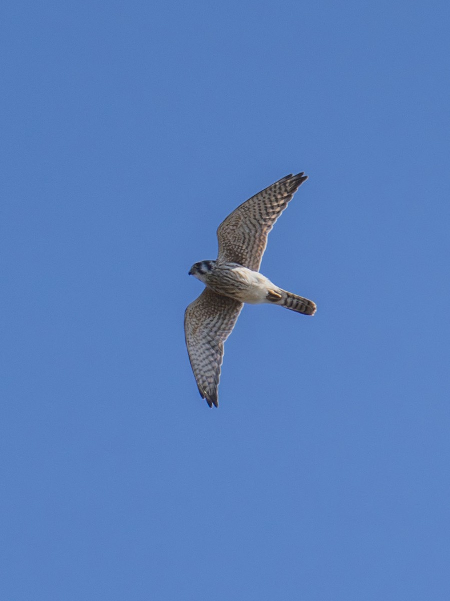 American Kestrel - ML642177081