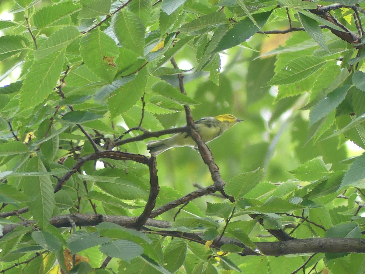 Black-throated Green Warbler - ML642177085