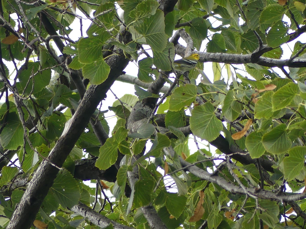 Black-throated Green Warbler - ML642177086