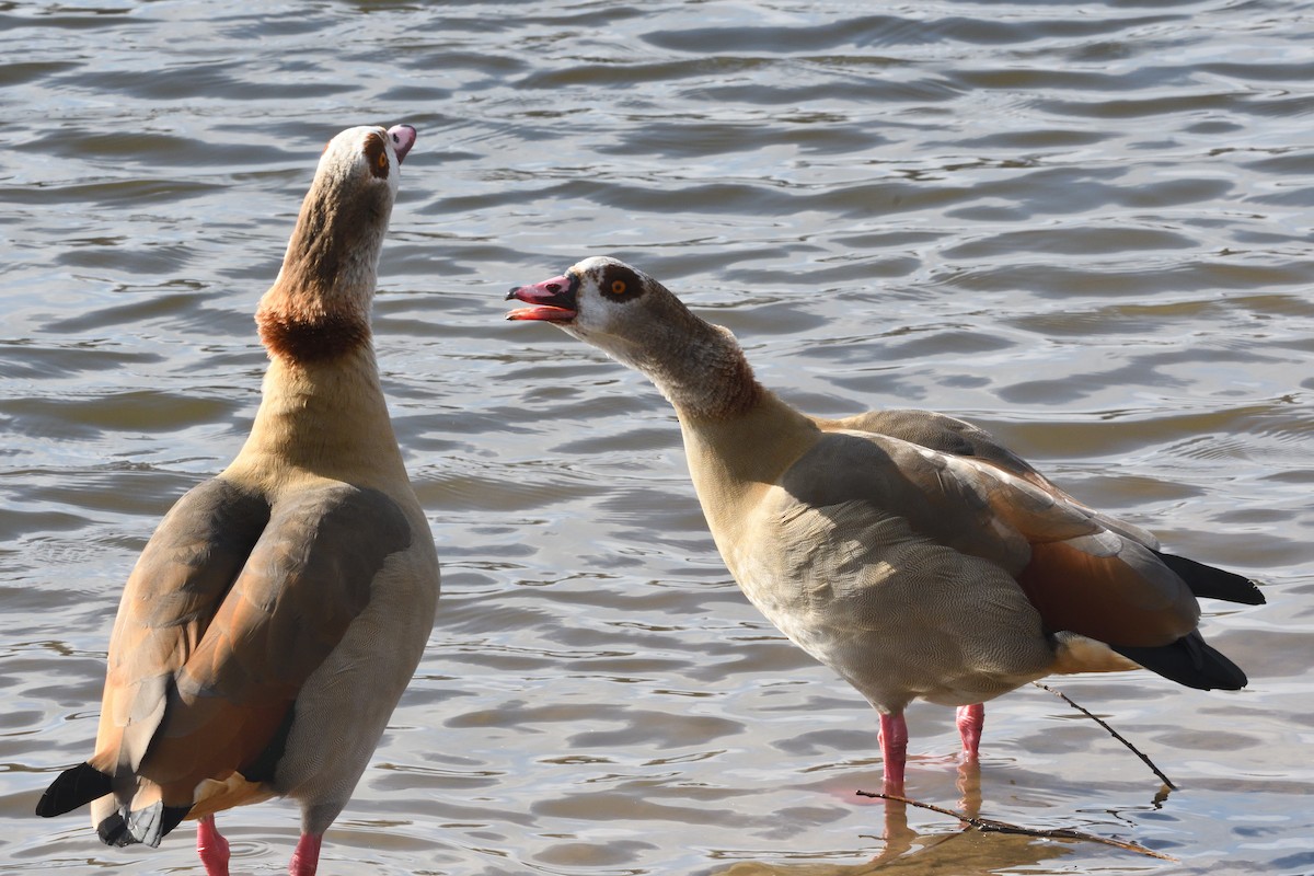 Nilgans - ML642177089