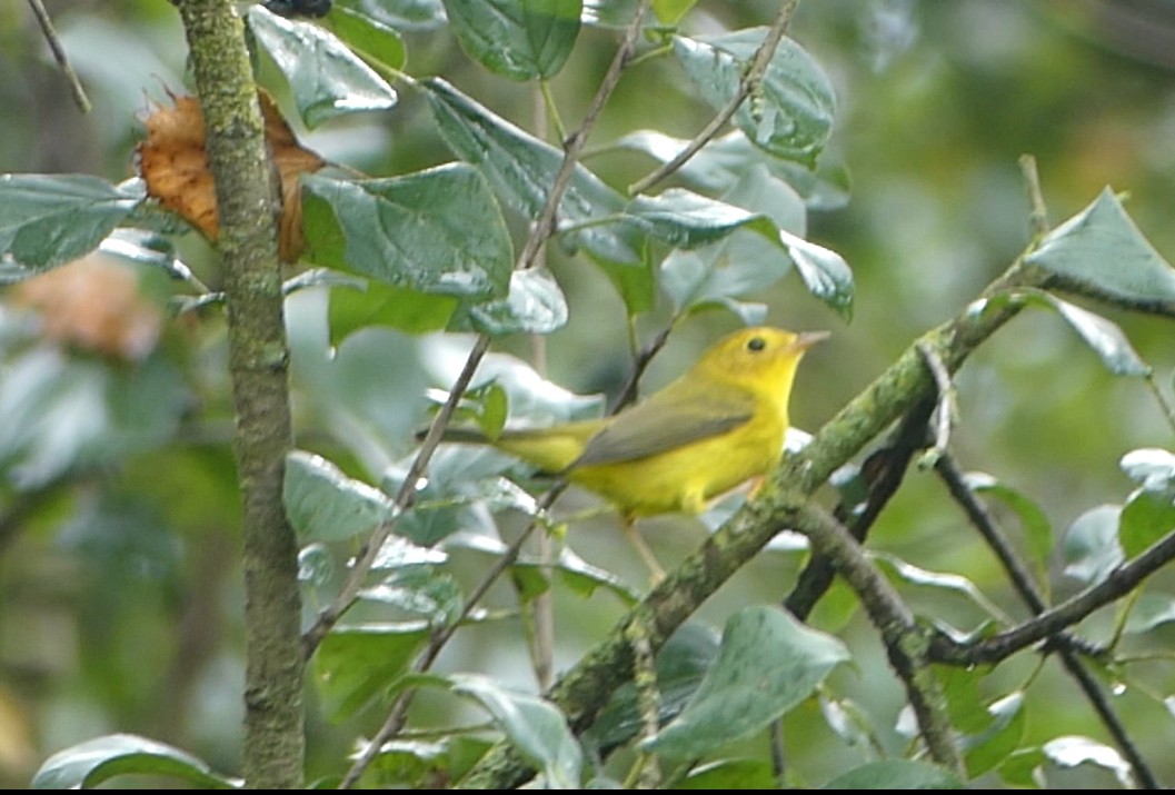 Wilson's Warbler - ML642177094