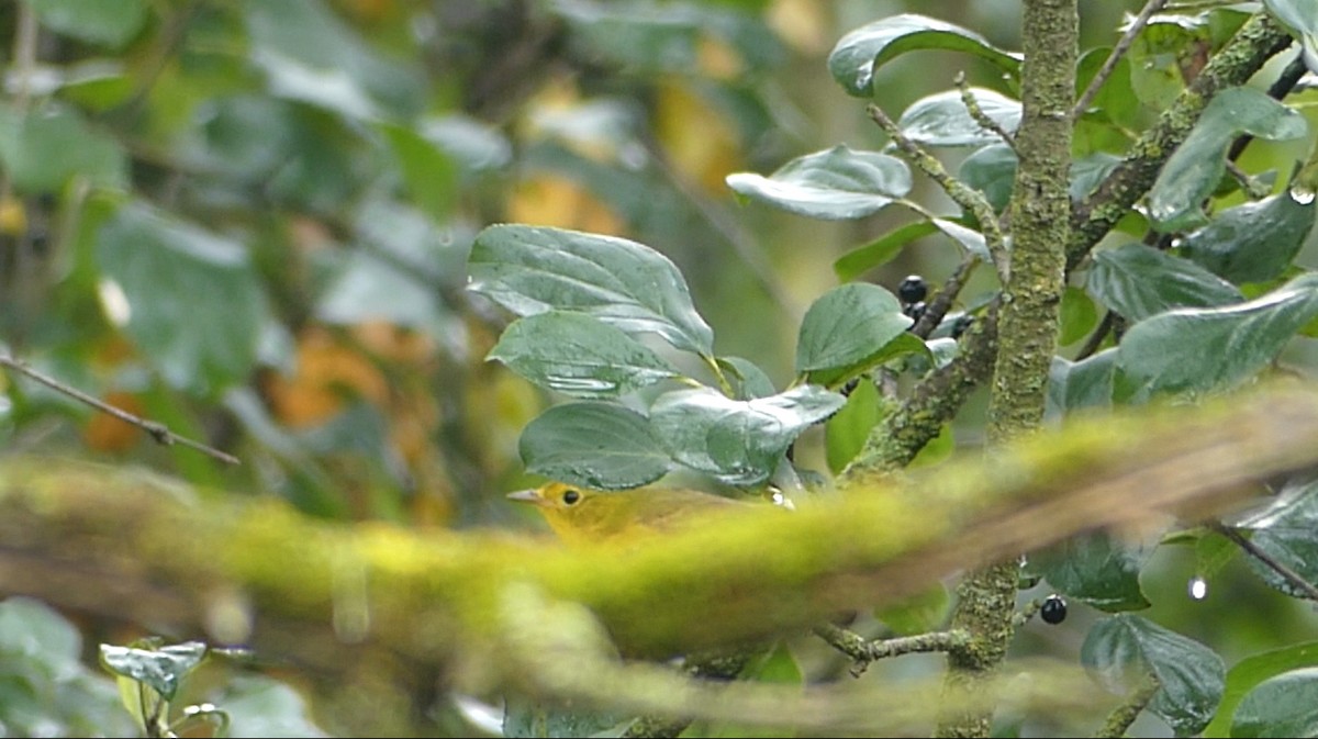 Wilson's Warbler - ML642177095