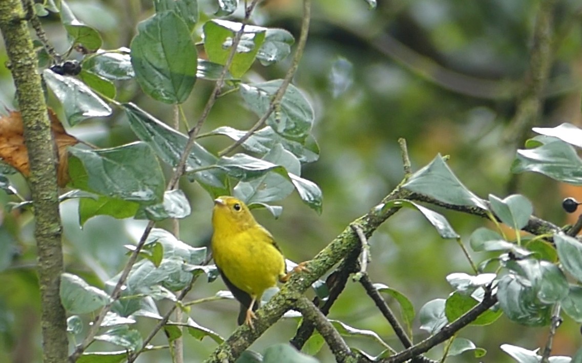 Wilson's Warbler - ML642177096