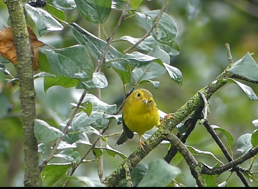 Wilson's Warbler - ML642177097