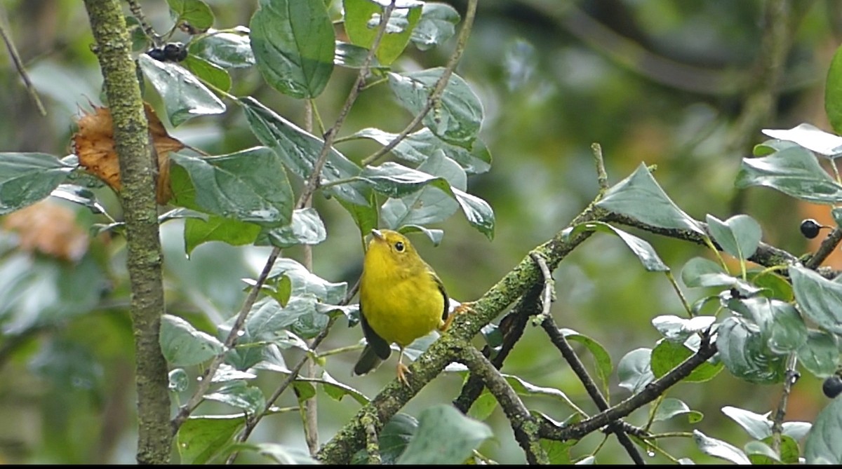 Wilson's Warbler - ML642177098