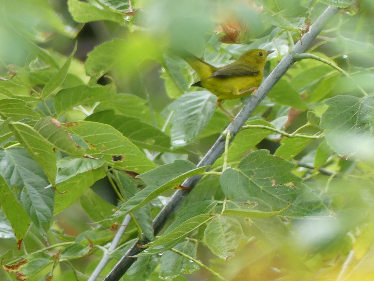 Wilson's Warbler - ML642177102