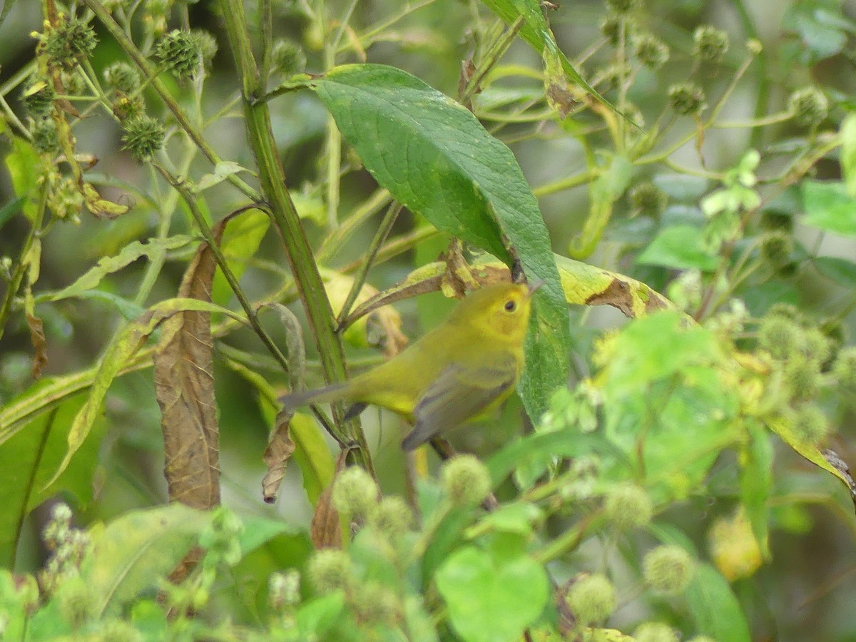 Wilson's Warbler - ML642177103