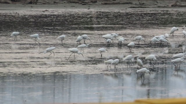 Snowy Egret - ML642177105