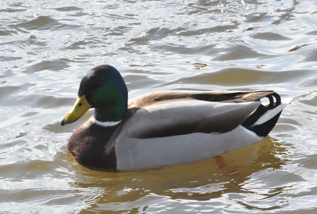 Stockente - ML642177112