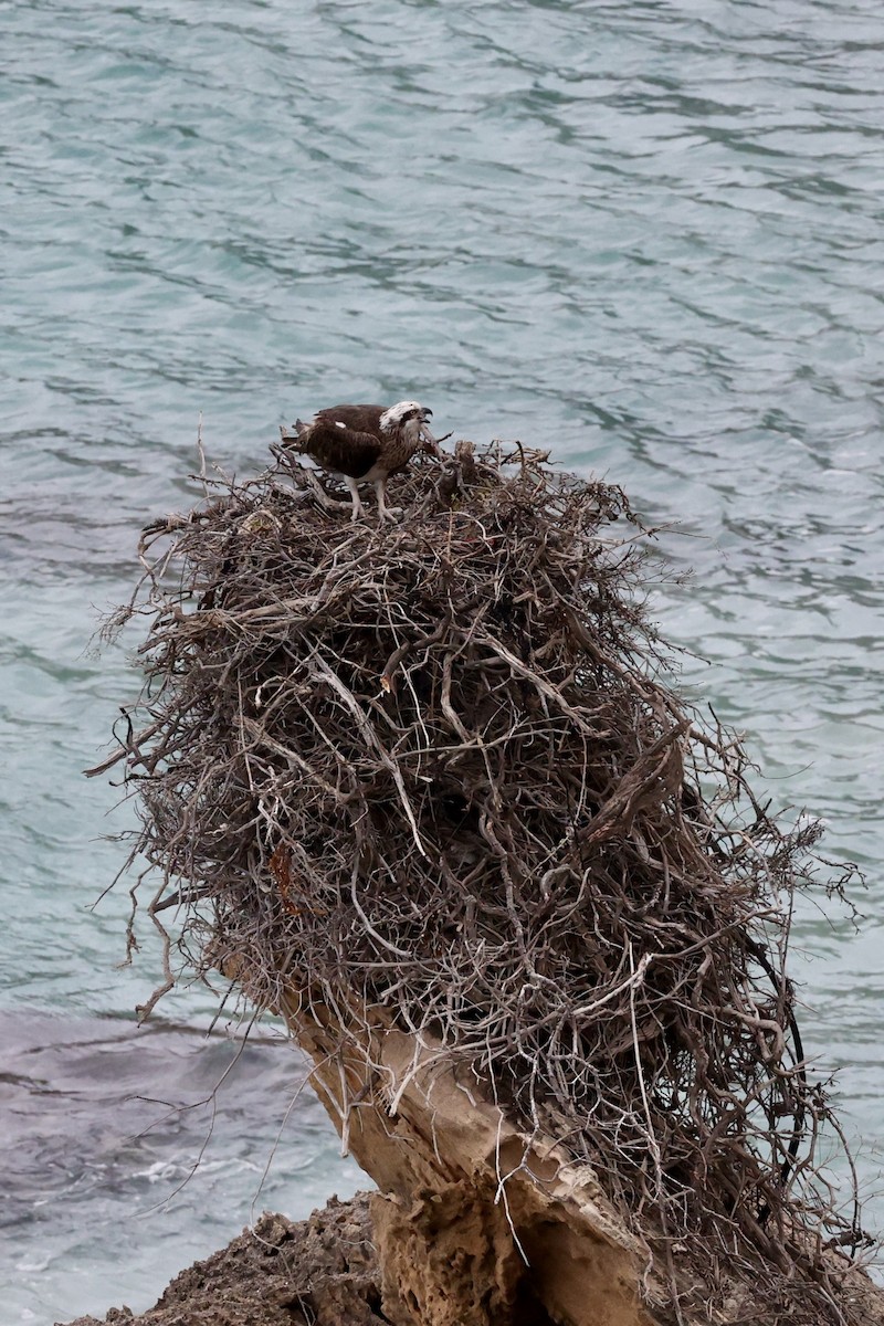 Osprey (Australasian) - ML642177130