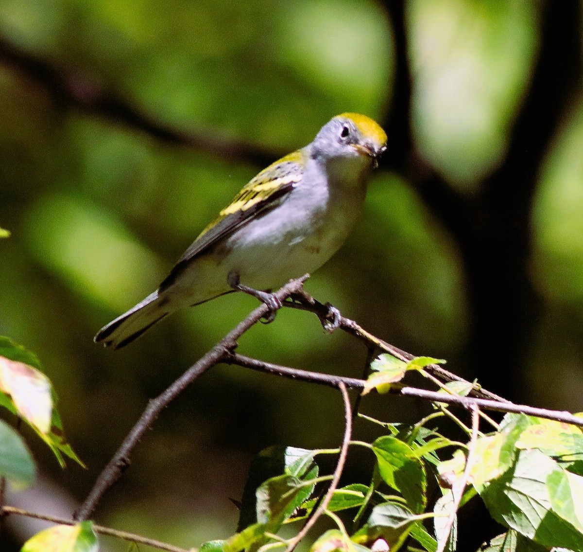 Chestnut-sided Warbler - ML642177132