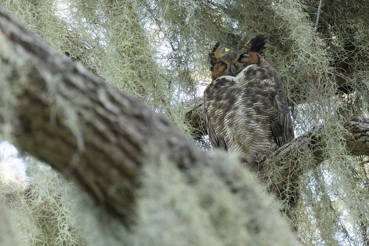 Great Horned Owl - ML642177134