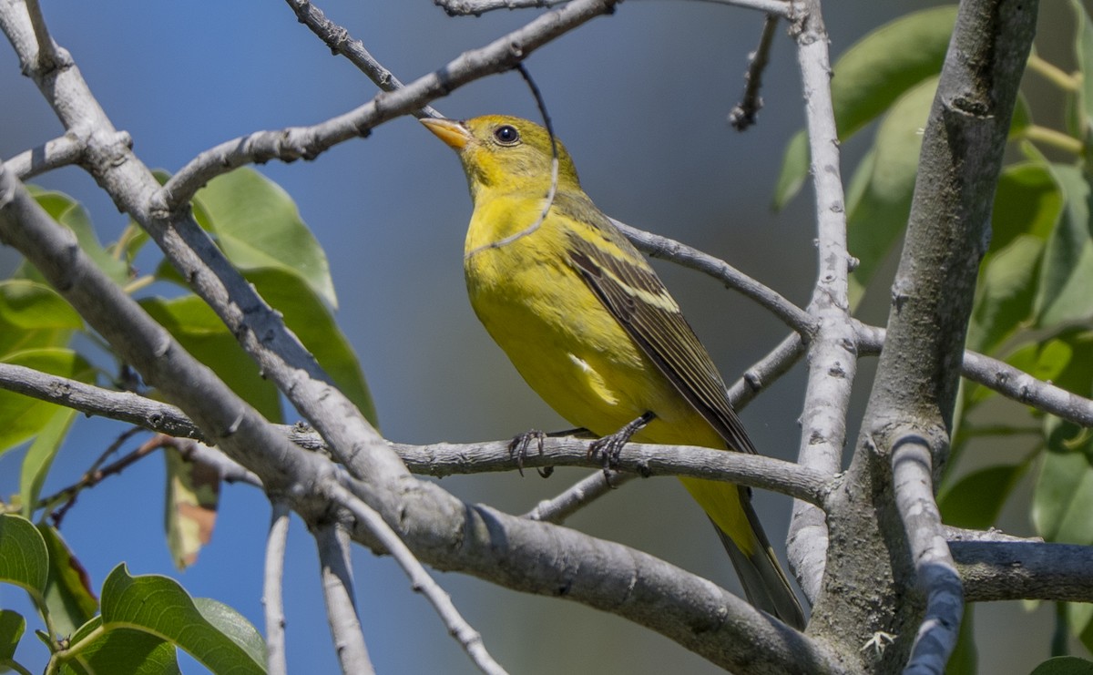 Western Tanager - ML642177135