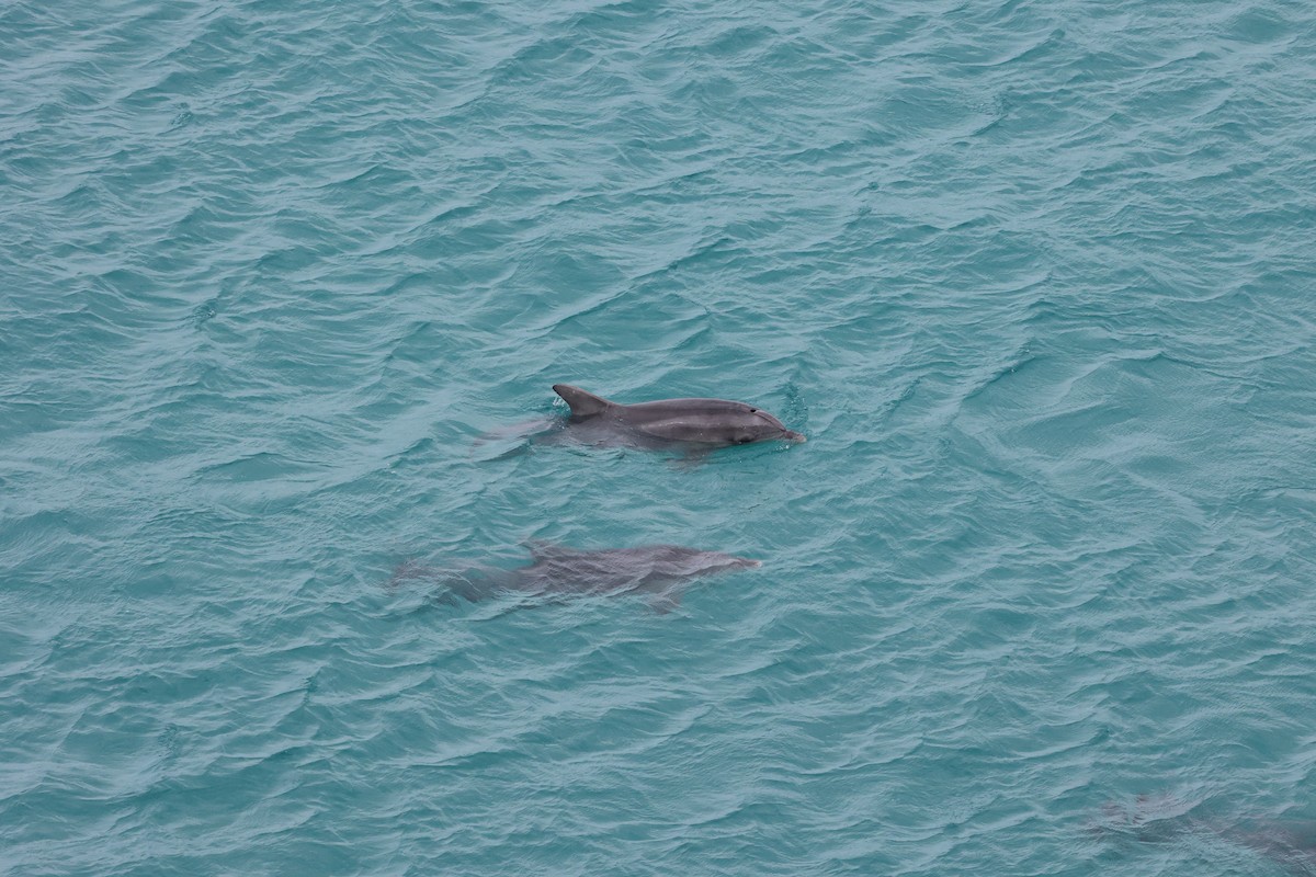 Indo-Pacific Bottlenose Dolphin - ML642177148