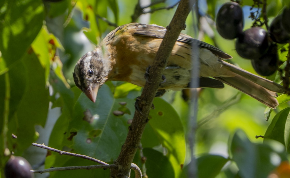 Black-headed Grosbeak - ML642177149