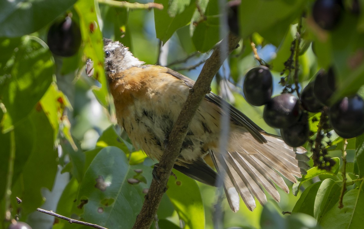 Black-headed Grosbeak - ML642177150
