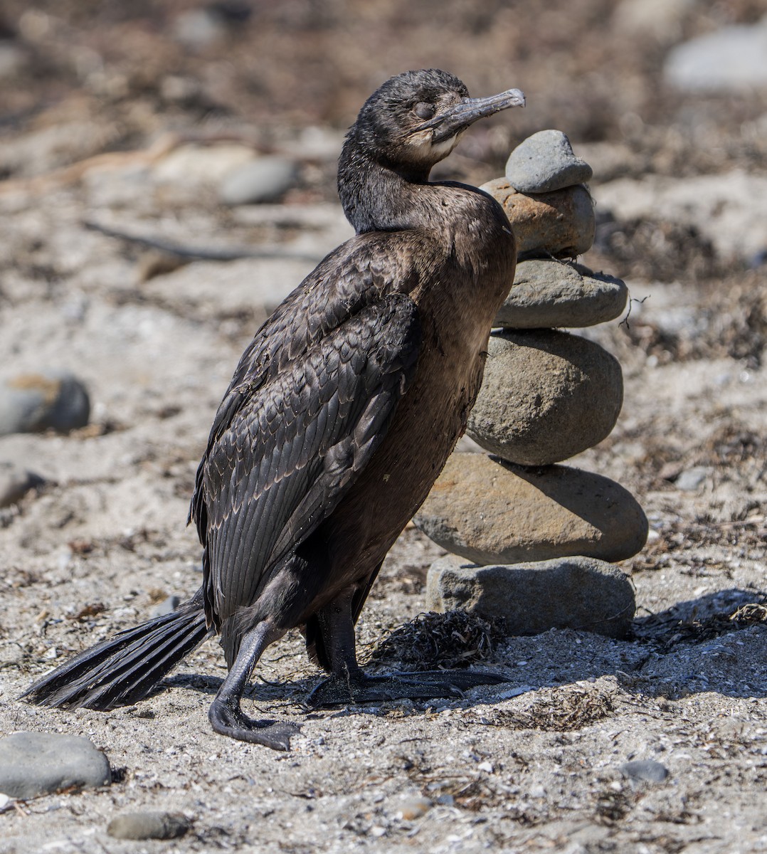 Brandt's Cormorant - ML642177151