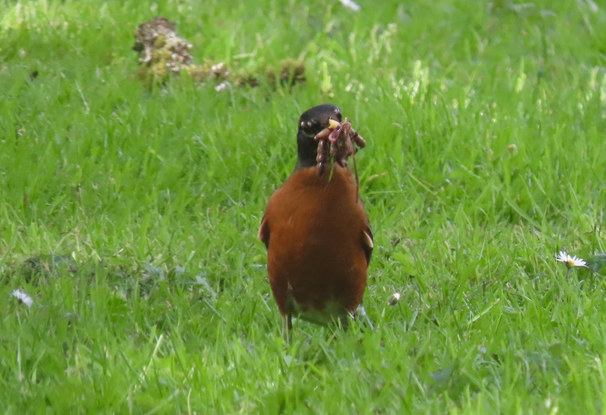 American Robin - ML642177179